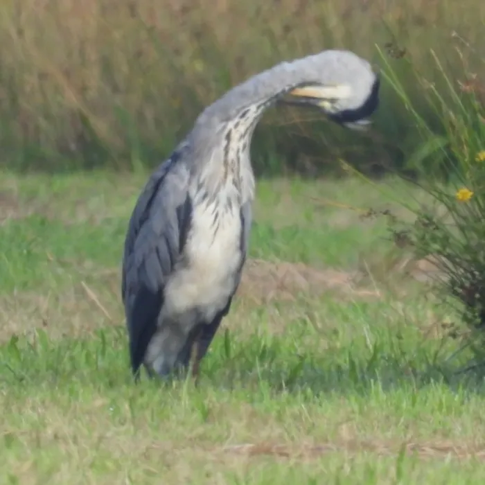 Waargenomen Blauwe reiger