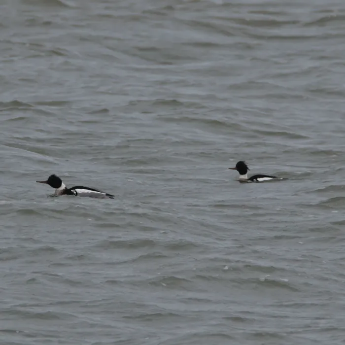 Spotted Red-breasted Merganser