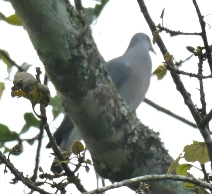 Spotted Afep Pigeon