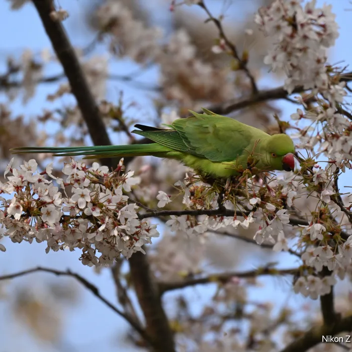 Spotted Rose-ringed Parakeet