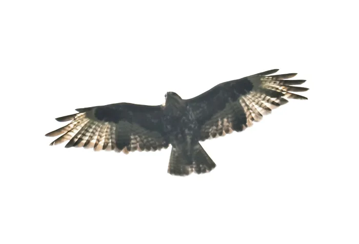 Waargenomen Bergbuizerd