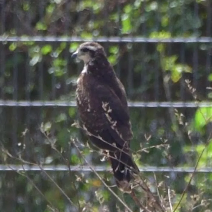 Spotted Snail Kite