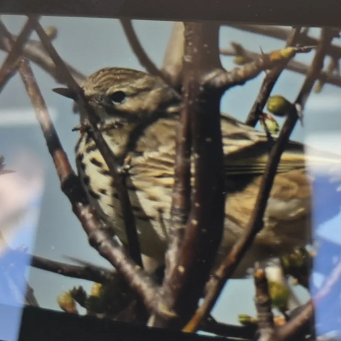 Spotted Meadow Pipit