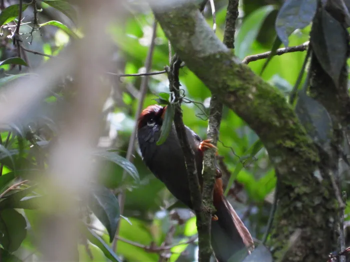 Gespotte Spiegellijstergaai