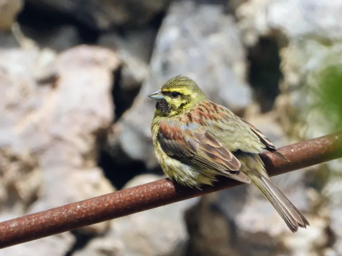 Cirl Bunting