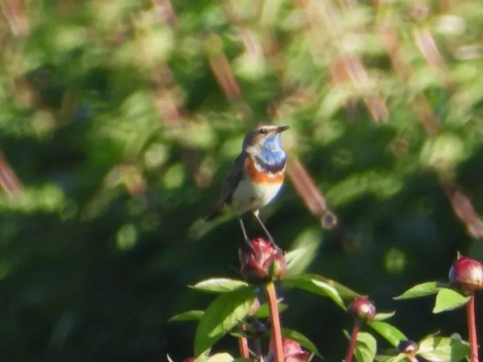 Waargenomen Blauwborst