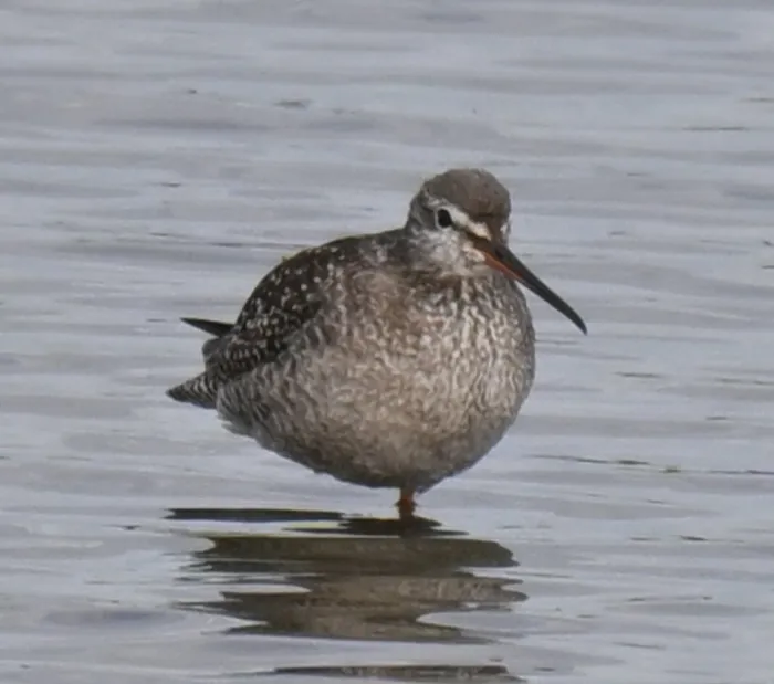 Spotted Spotted Redshank