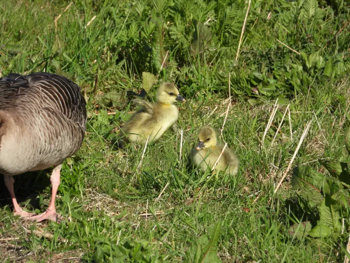 Gespotte Grauwe gans
