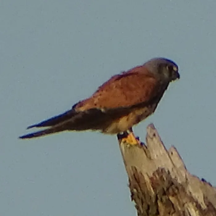Spotted Eurasian Kestrel