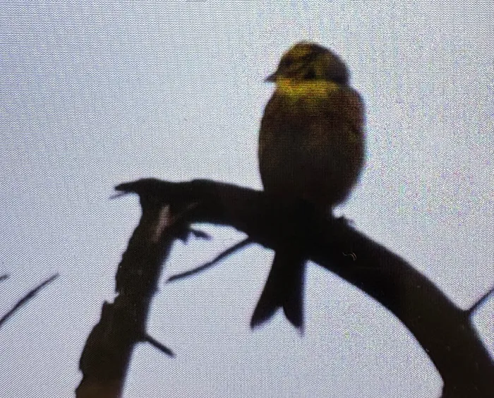 Spotted Yellowhammer