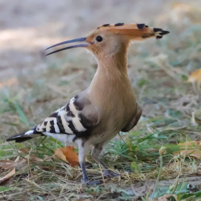 Spotted Eurasian Hoopoe