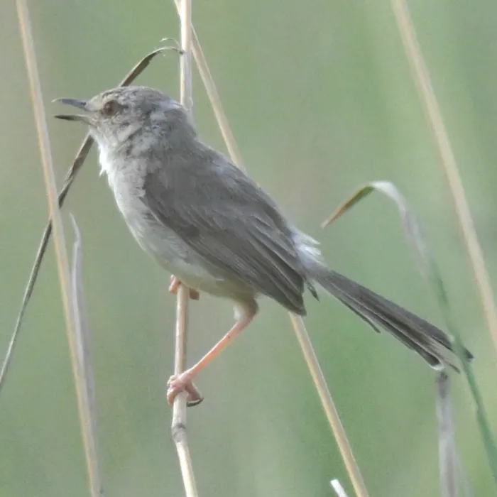 Waargenomen Roestflankprinia