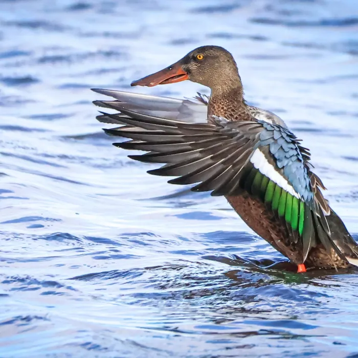 Spotted Northern Shoveler