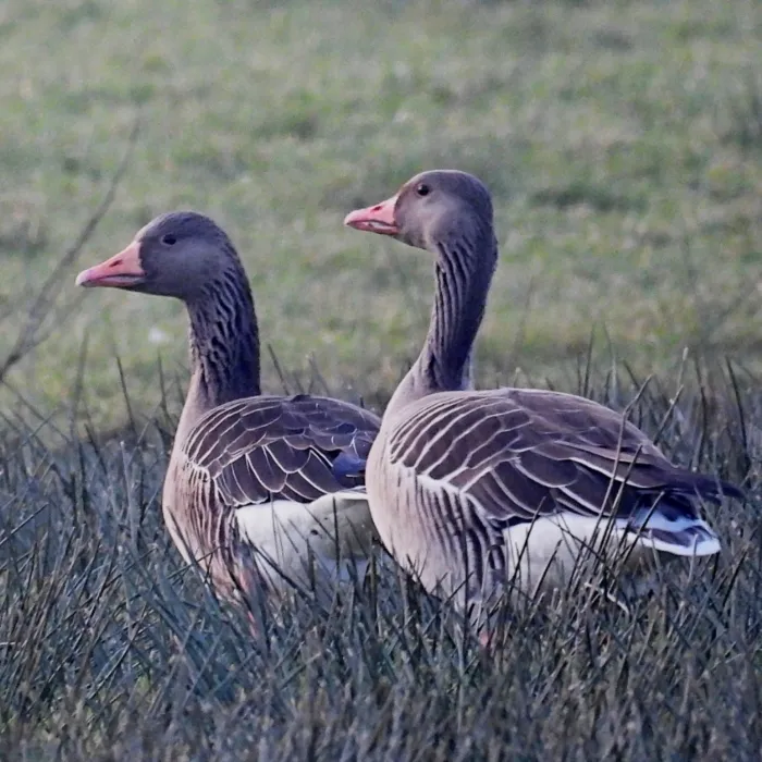 Gespotte Grauwe gans