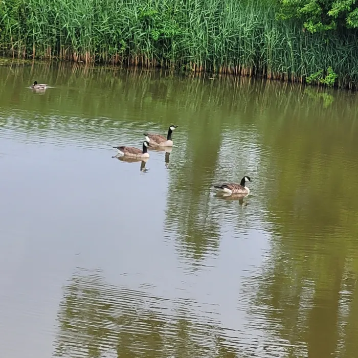 Waargenomen Grote Canadese gans