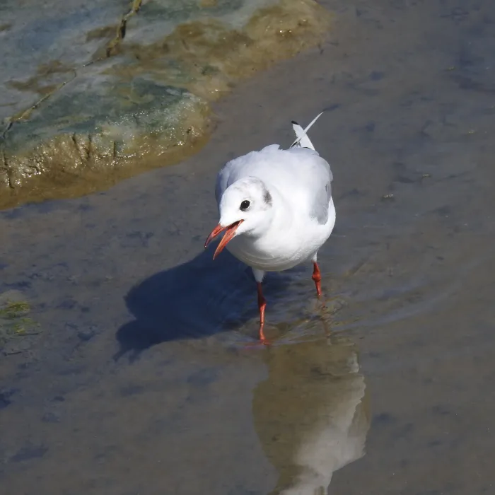 Spotted Black-headed Gull