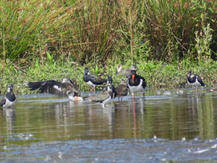 Spotted Northern Lapwing