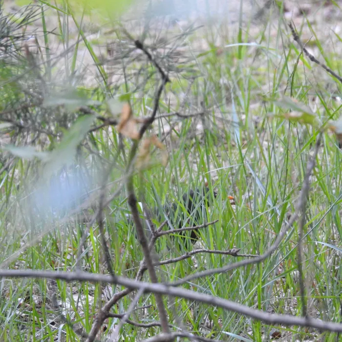 Spotted Eurasian Blackbird