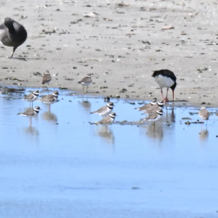 Spotted Common Ringed Plover