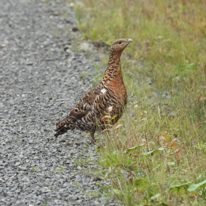 Spotted Western Capercaillie