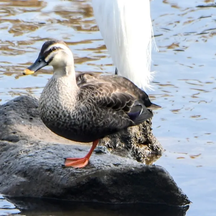 Spotted Eastern Spot-billed Duck