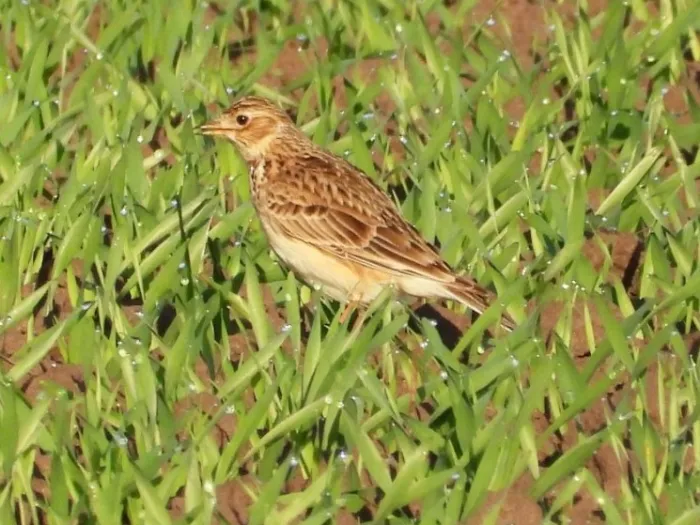 Gespotte Veldleeuwerik