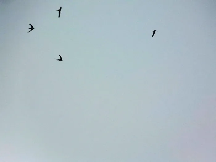 Spotted Alpine Swift