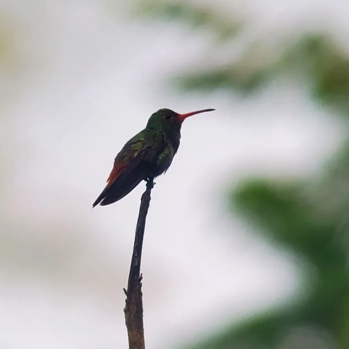 Spotted Rufous-tailed Hummingbird