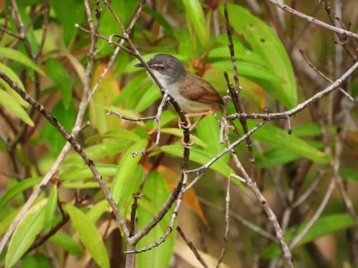 Gespotte Roestprinia