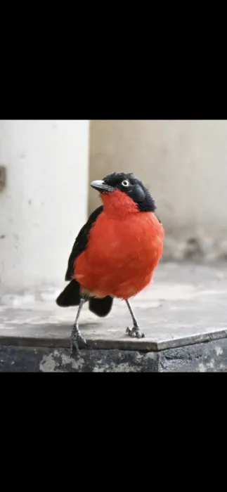 Waargenomen Zwartkopfiskaal