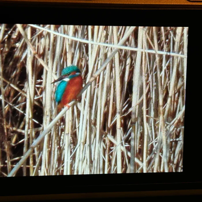 Spotted Common Kingfisher