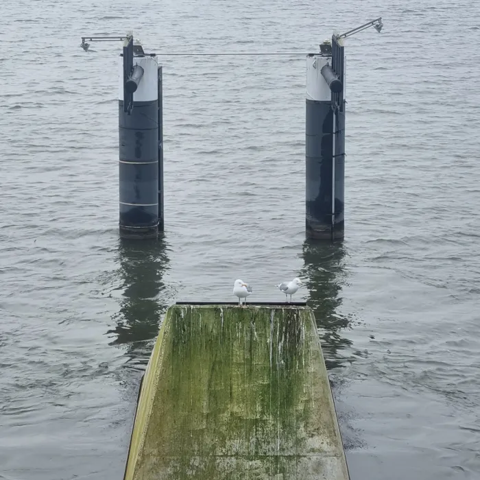 Spotted European Herring Gull