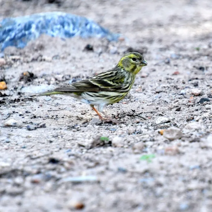 Gespotte Europese kanarie