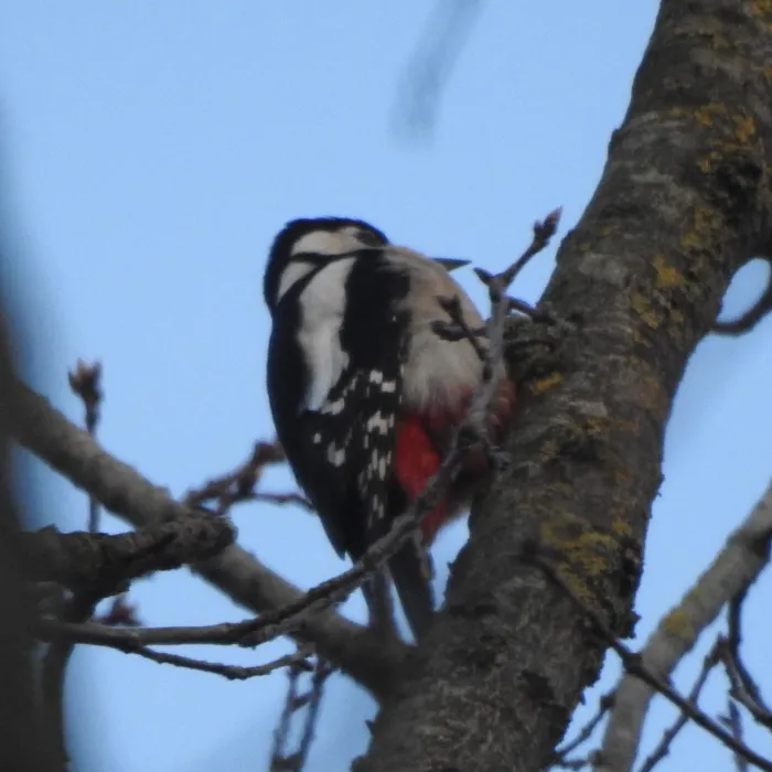 Gespotte Grote bonte specht
