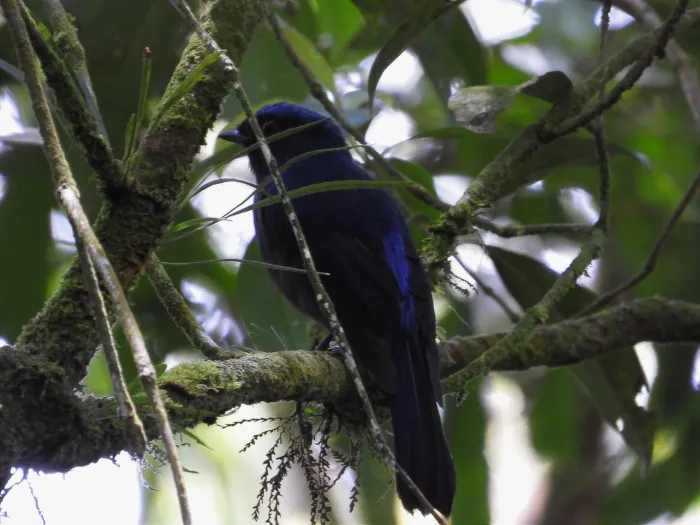 Gespotte Kobaltniltava