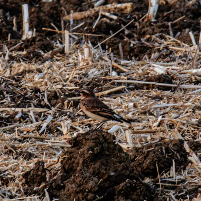 Spotted Northern Wheatear