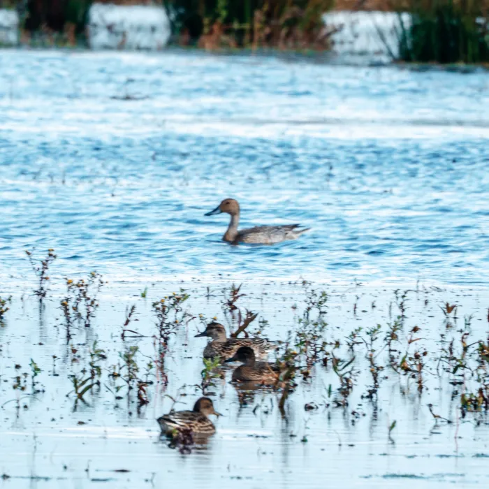 Spotted Northern Pintail
