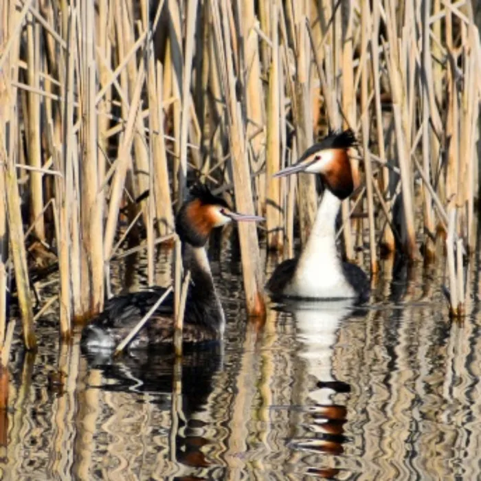 Great Crested Grebe