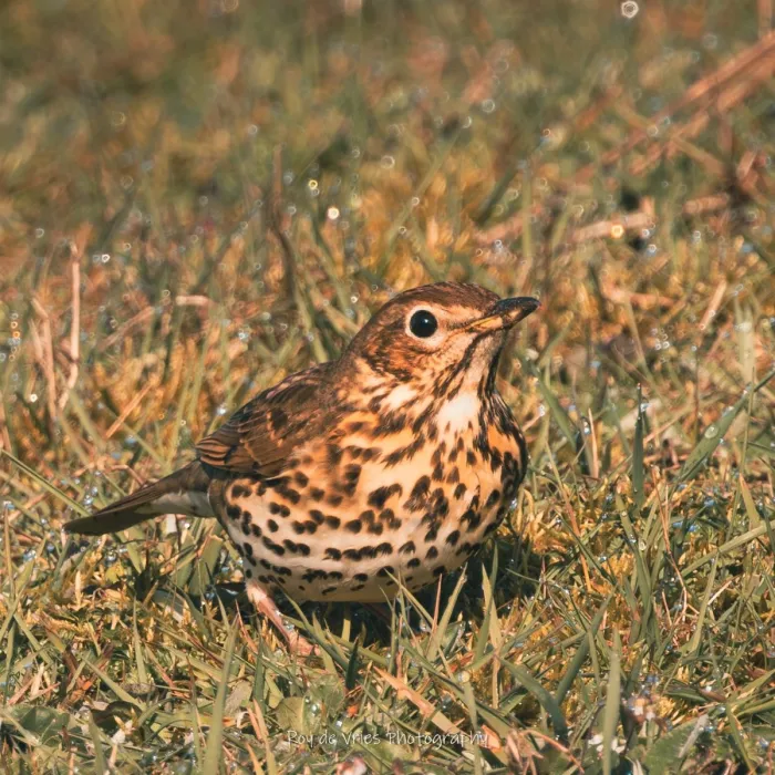 Gespotte Zanglijster