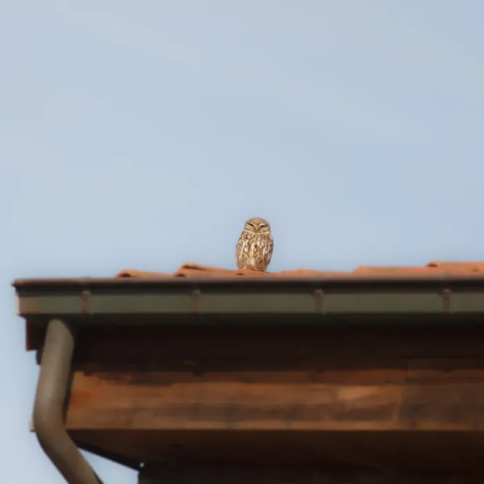 Spotted Little Owl