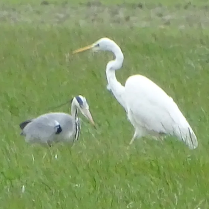 Gespotte Grote zilverreiger