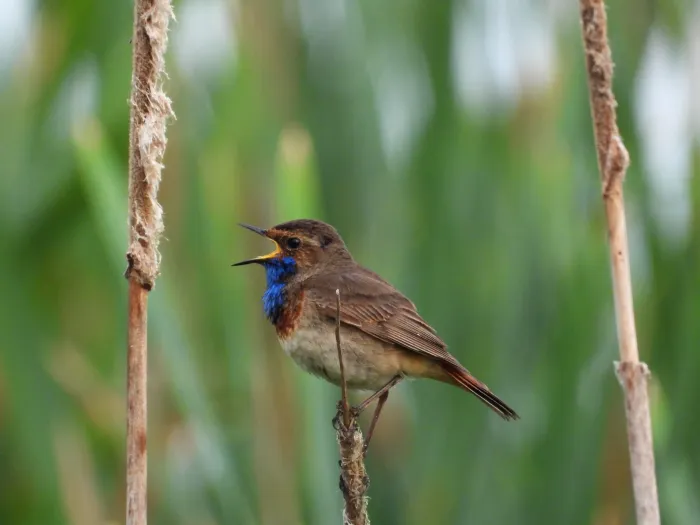 Waargenomen Blauwborst