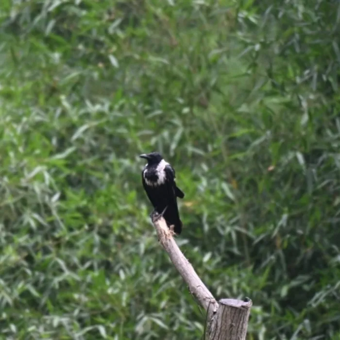 Spotted Collared Crow