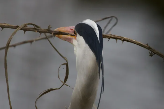 Gespotte Blauwe reiger