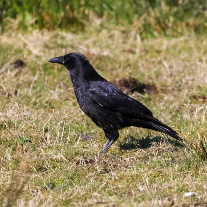 Gespotte Zwarte kraai