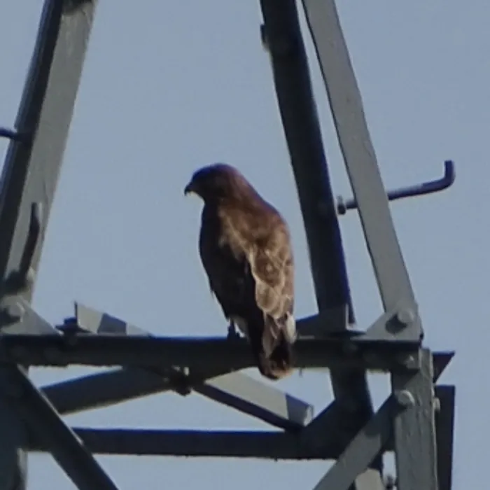 Waargenomen Buizerd