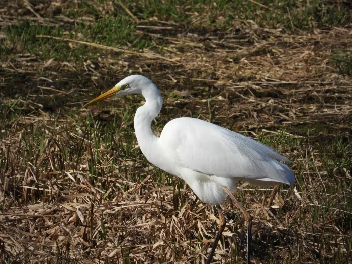Spotted Great Egret