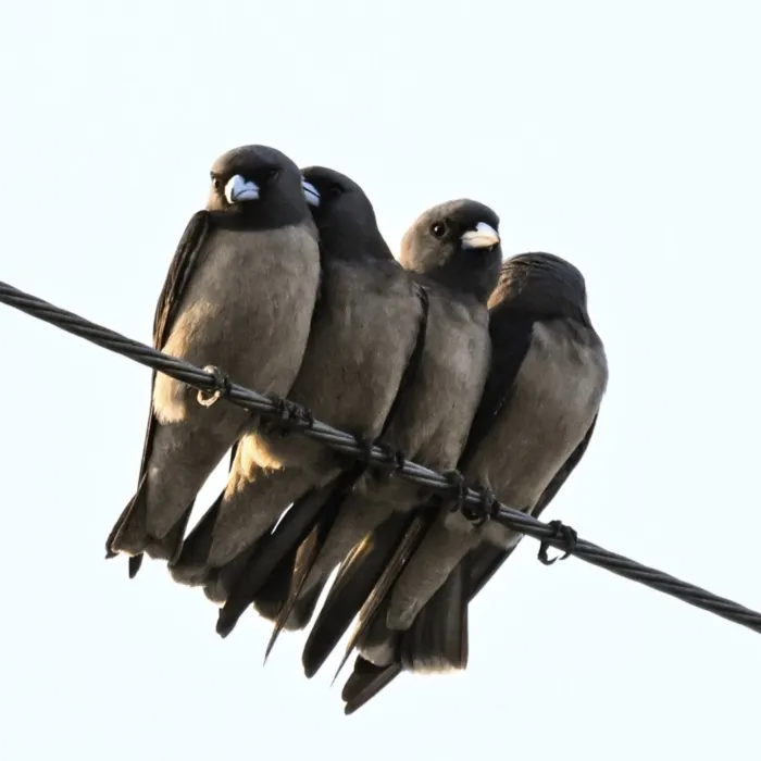 Gespotte Grijze spitsvogel