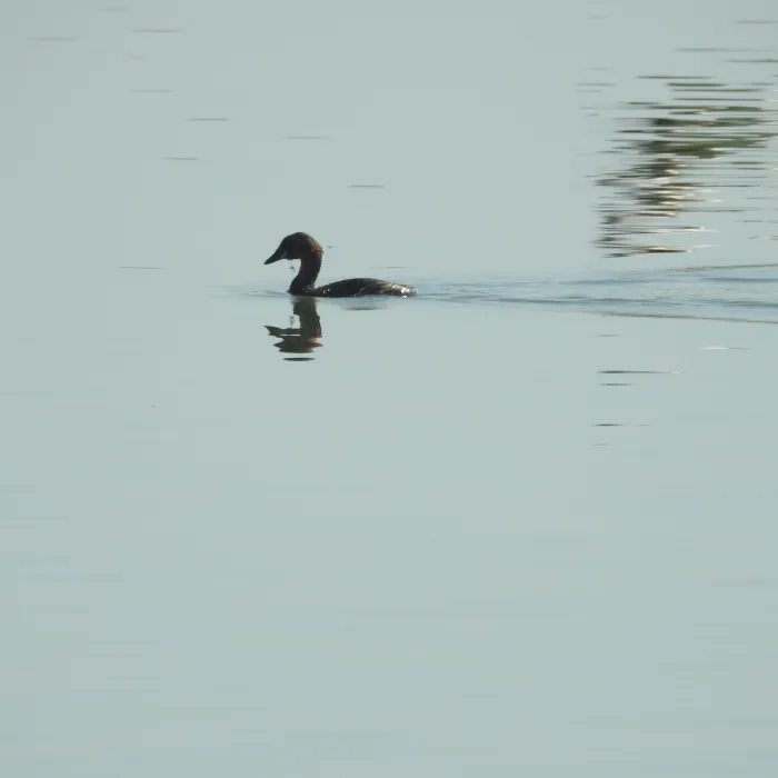 Spotted Little Grebe