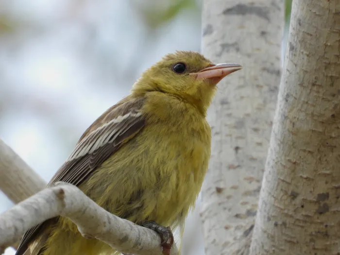 Spotted Hooded Oriole